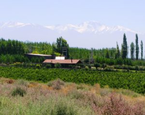 Makia Estate Vineyards in Argentina