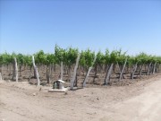 Vineyard in Lavalle (North Mendoza)