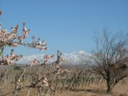 Planted Old Vineyard within a Managed Vineyard Community 