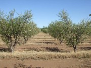 Vineyards and Fruit Orchards in Santa Rosa