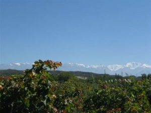 Quality Vineyards with Stunning Views