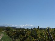 Vineyards: Nestled in the Andes