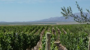Makia Estate Vineyards