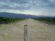 80 acres of Prime Land in Valle de Uco Ready for Plantation 