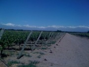 Vineyards on Route 89, Gualtallary, Tupungato