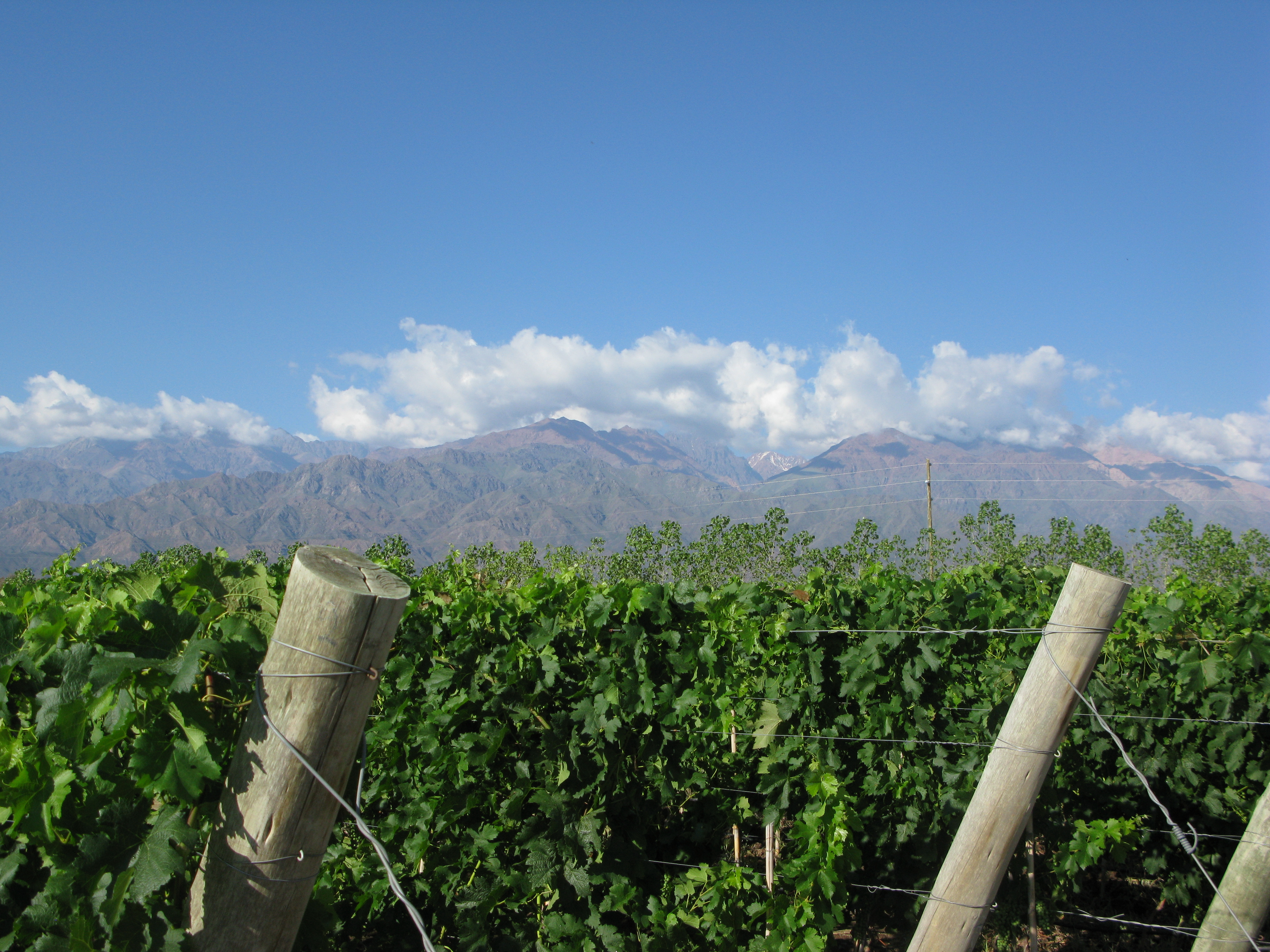 Mendoza Vineyards for sale